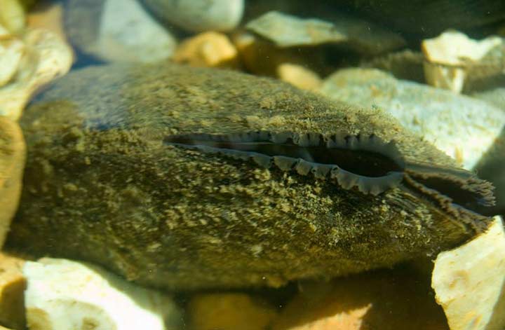 Monitoring Conditions for the Freshwater Pearl Mussel