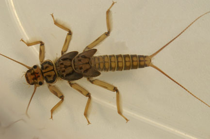 Close up of the Yellow Sally Stonefly
